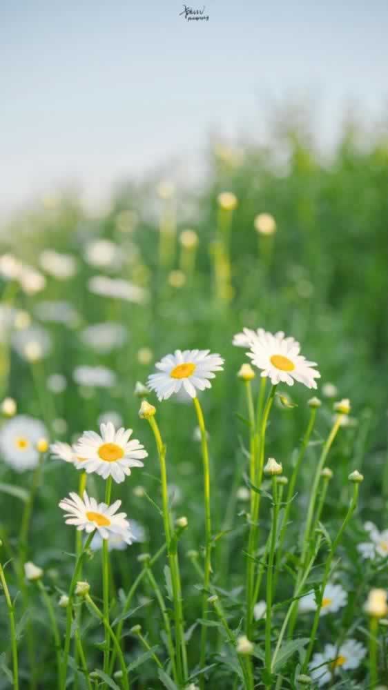 威尼斯人不給提現(xiàn)怎么辦？開元被黑不給無法提現(xiàn)怎么辦？.文章開頭語（圖）